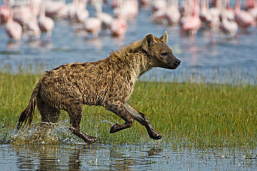 斑点土狼,猎捕,肯尼亚