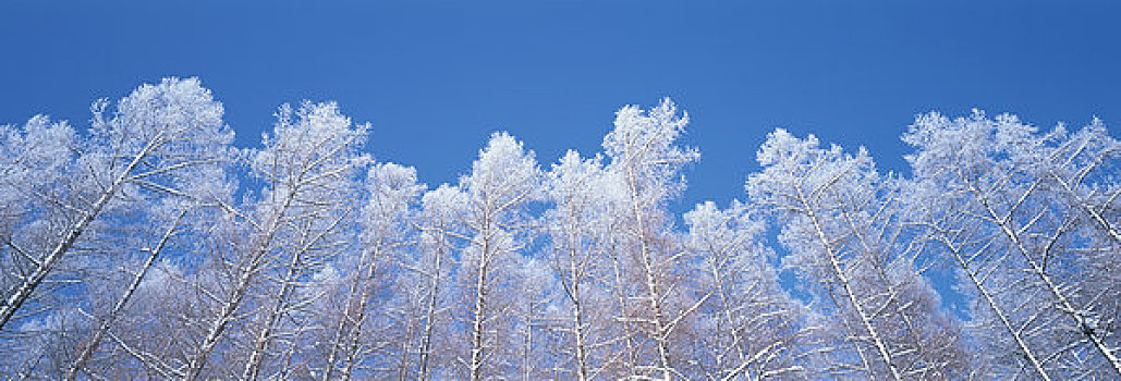 银,霜,树林