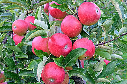 红苹果,培育品种,巴登符腾堡,德国,欧洲