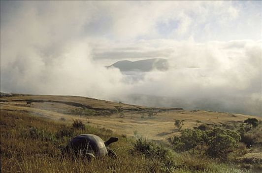 加拉帕戈斯巨龟,加拉帕戈斯象龟,日出,远眺,火山口,蒸汽,喷气孔,阿尔斯多火山,伊莎贝拉岛,加拉帕戈斯群岛,厄瓜多尔