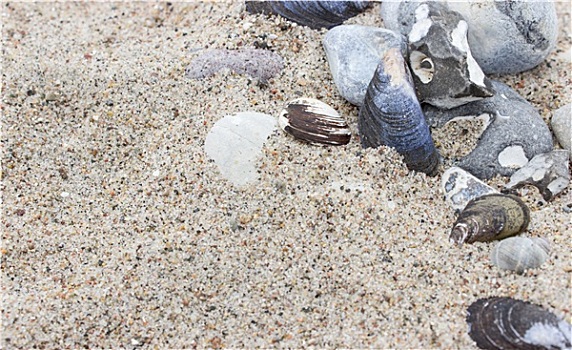 石头,壳,海滩,沙子