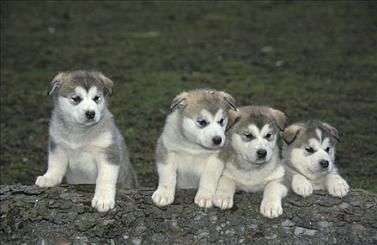 阿拉斯加雪橇犬,小狗,5星期大