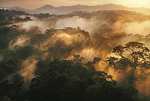 模糊,雨林,黎明,婆罗洲