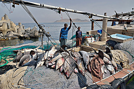 渔民,无数,鲨鱼,船,佐法尔,区域,阿曼,亚洲