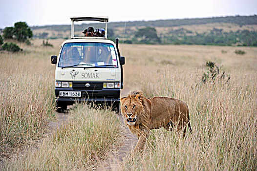 狮子,正面,旅游,交通工具,马赛马拉国家保护区,肯尼亚,东非,非洲