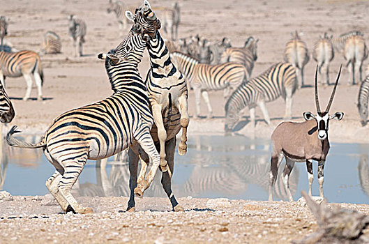 两个,斑马,争斗,水潭,后面,南非大羚羊,羚羊,埃托沙国家公园,纳米比亚,非洲