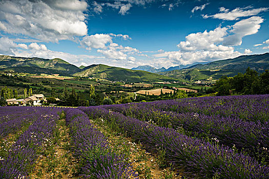 薰衣草种植区,隆河阿尔卑斯山省,普罗旺斯,法国,欧洲