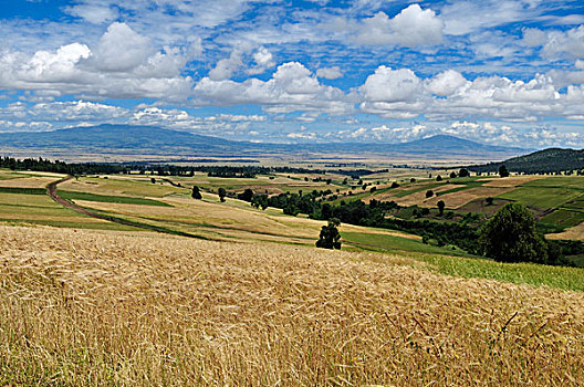 小麦,地点,高地,大捆,山峦,埃塞俄比亚,非洲