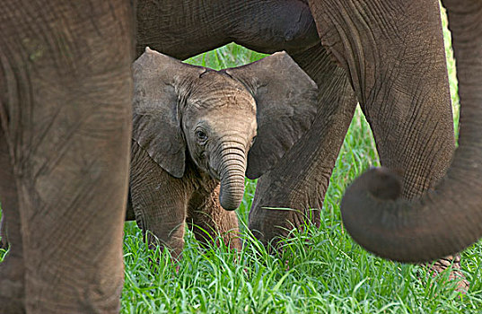 小象,东非,坦桑尼亚