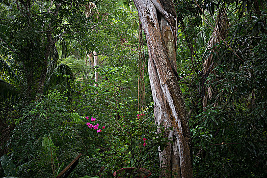 树,热带雨林,墨西哥