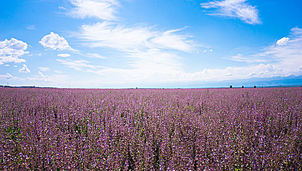 花海