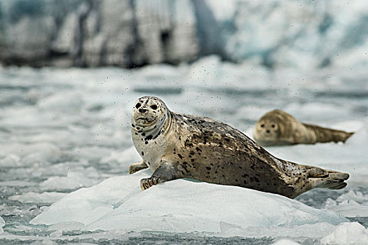 斑海豹,常见海豹,惊讶,冰河,威廉王子湾,阿拉斯加