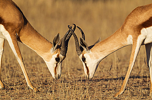 跳羚,争斗,雄性,卡拉哈里沙漠,卡拉哈迪大羚羊国家公园,南非,非洲