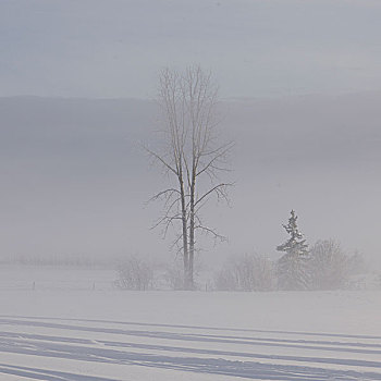 树,积雪,风景,不列颠哥伦比亚省,公路,加拿大