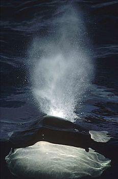 逆戟鲸,平面,不列颠哥伦比亚省,加拿大