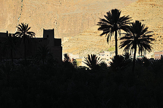 剪影,棕榈树,阿特拉斯山区,摩洛哥,非洲