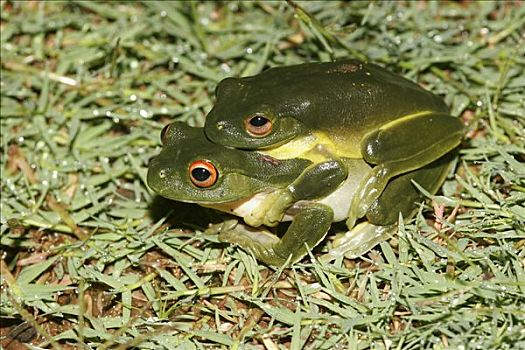 澳大利亚人,红眼树蛙,一对,交配,昆士兰,澳大利亚