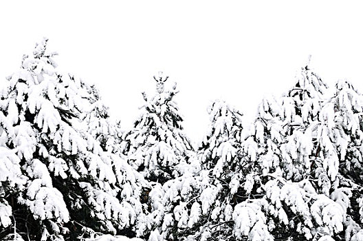 冬天,树枝,遮盖,绒毛状,雪