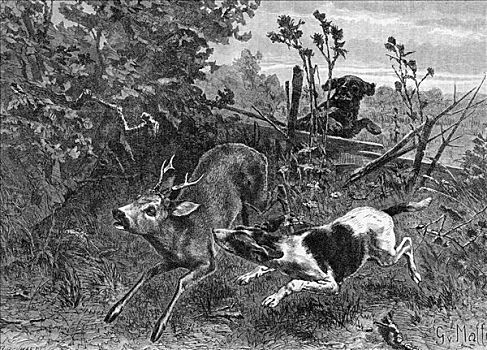 猎捕,鹿,狗,奥地利,1891年