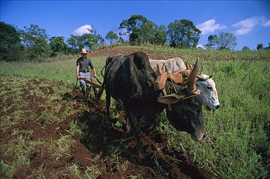 传统,农业,公牛,犁,地点,巴西