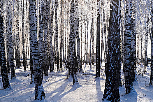 冬日树林,俄罗斯