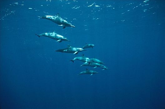 飞旋海豚,长吻原海豚,水下,群,巴西
