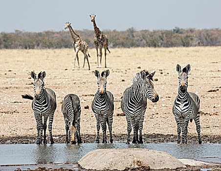 非洲,纳米比亚,埃托沙国家公园,五个,斑马,长颈鹿,水潭,画廊