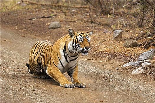 虎,蹲,土路,伦滕波尔国家公园,拉贾斯坦邦,印度