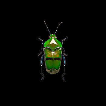 绿色,甲虫