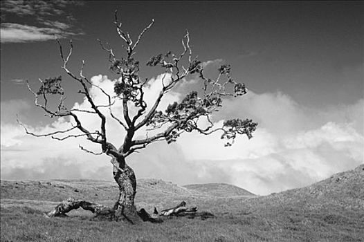 夏威夷,夏威夷大岛,树,群山,阴天,黑白照片