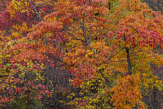 秋色,褐色,州立公园,印地安那,美国