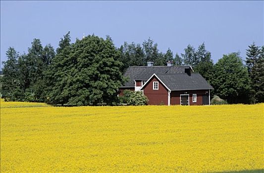 瑞典,东约特兰省,油菜地