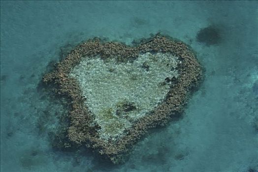 心形,礁石,大堡礁,昆士兰,澳大利亚