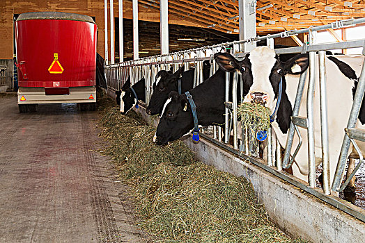 母牛,干草,挤奶,不列颠哥伦比亚省,加拿大