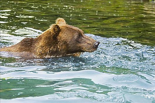 大灰熊,棕熊,游泳,水中