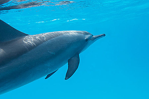 一个,海豚,热带,海洋,水下
