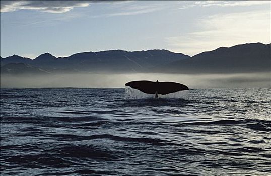抹香鲸,尾部,新西兰