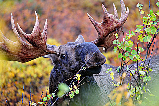 驼鹿,吃,叶子,灌木,德纳里峰国家公园,阿拉斯加,美国