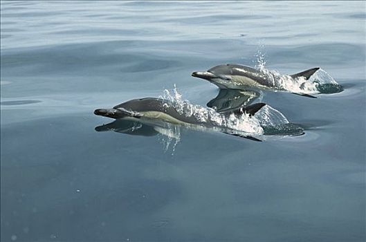 常见海豚,真海豚,一对,平面,新西兰