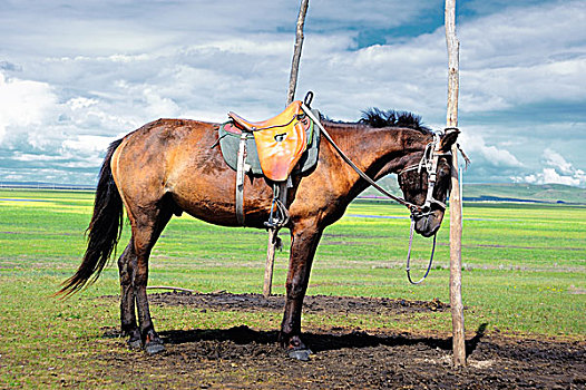 呼伦贝尔草原站立的马