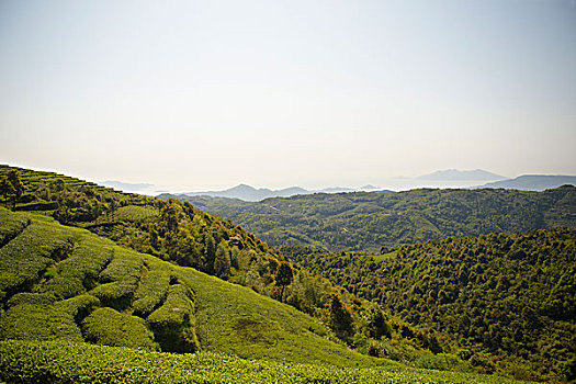 福建福鼎梯田茶园