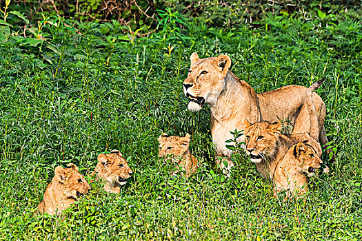 雌狮,幼兽,恩戈罗恩戈罗火山口,坦桑尼亚,非洲