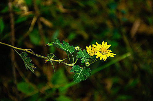 野菊花近摄