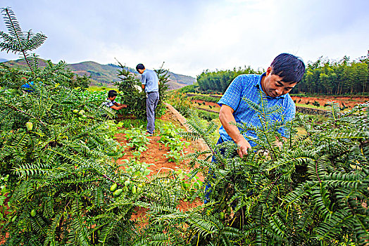 奉化,大山,香榧种植,果实,农业