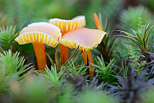 蘑菇,下萨克森,德国,欧洲