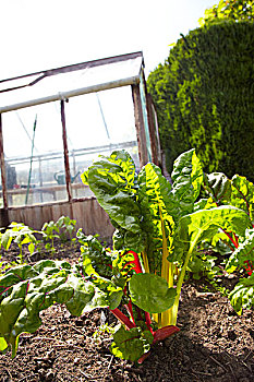 彩虹,甜菜,蔬菜,小块土地,温室