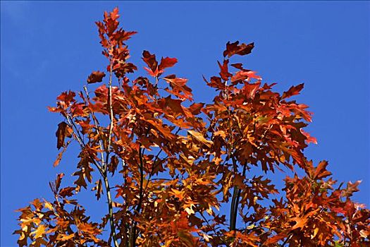 美洲,红栎,叶子,彩色,北美红栎