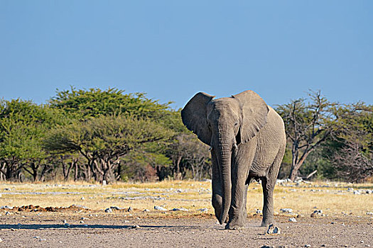非洲,灌木,大象,非洲象,雄性,走,水坑,埃托沙国家公园,纳米比亚