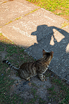 可爱的猫猫好奇地看着地板摄影者的影子