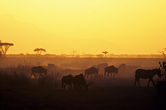 肯尼亚,安伯塞利国家公园,斑马,角马,日落
